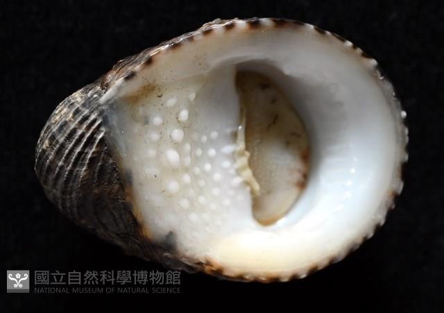 漁舟蜑螺藏品圖，第2張