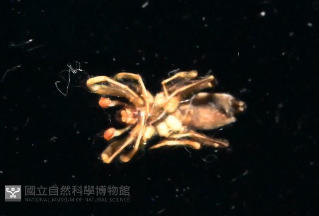 臺灣秘蛛藏品圖，第2張