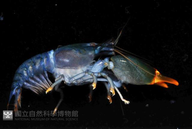 狄氏擬槍蝦藏品圖，第2張