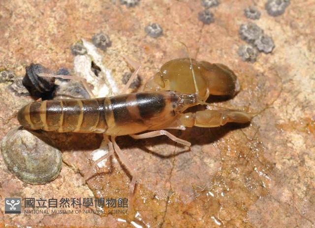 無刺槍蝦藏品圖，第2張
