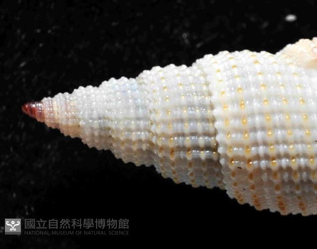 霓裳筆螺藏品圖，第2張