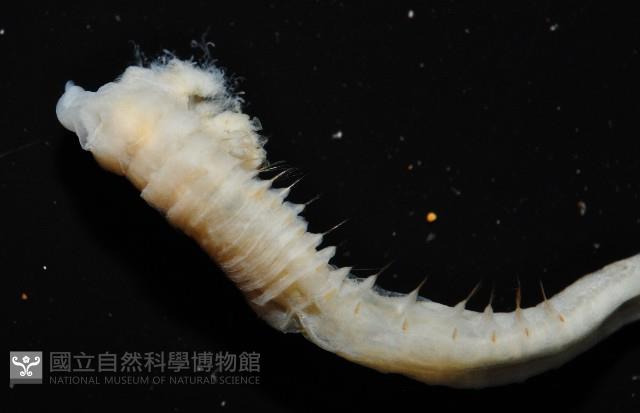 八里梳鰓蟲藏品圖，第2張