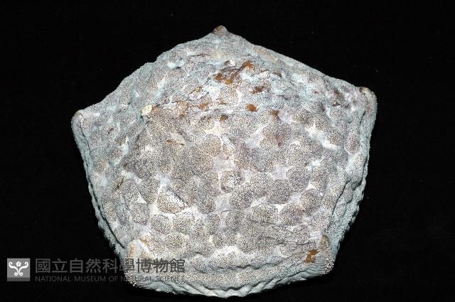 麵包海星(饅頭海星)藏品圖，第2張