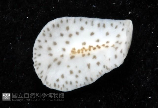 大盤扁蟲藏品圖，第2張