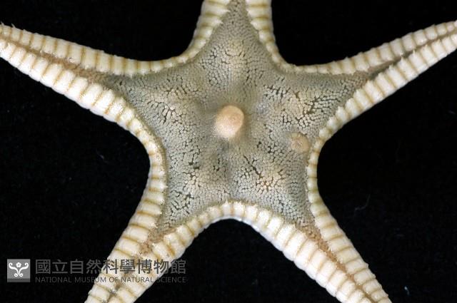 櫛盤海星藏品圖，第2張