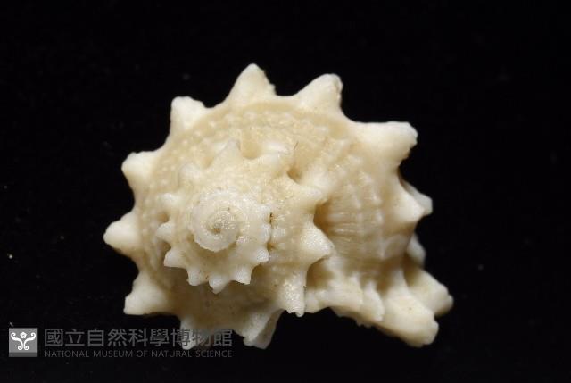 潮境花冠螺藏品圖，第2張