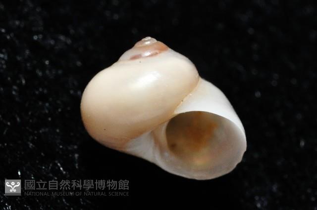 月華蠑螺藏品圖，第2張