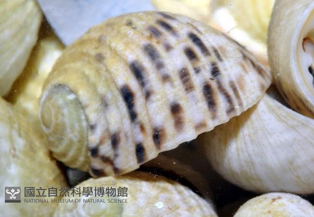 白肋蜑螺藏品圖，第2張