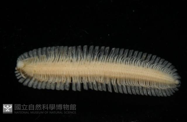 新種雄顎平馬陸藏品圖，第2張
