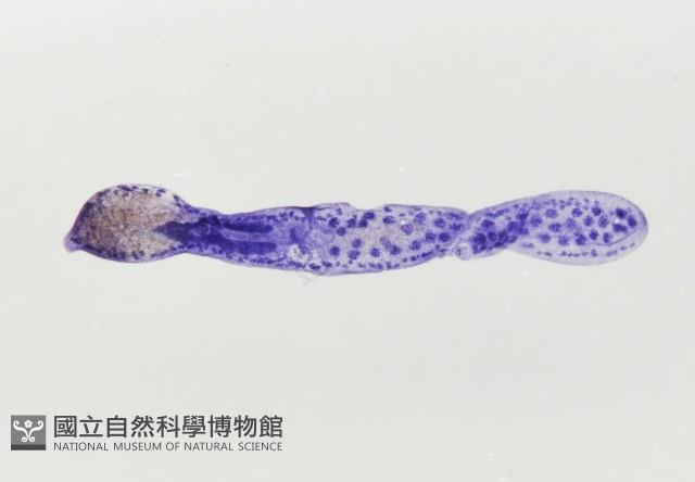 新種葉槽絛蟲藏品圖，第2張