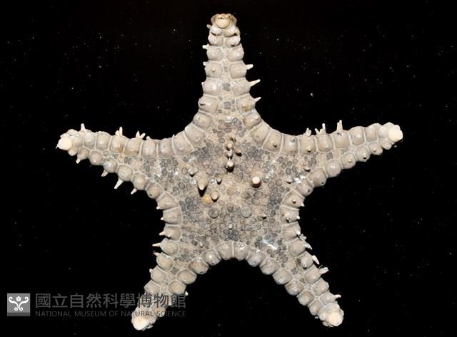 玉緣棘角海星(紫氏麗海星)藏品圖，第2張