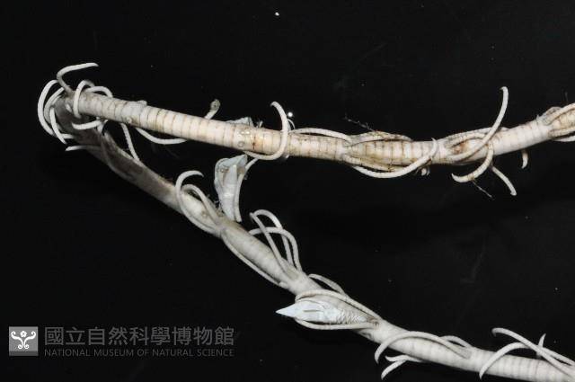維氏三角鎧茗荷藏品圖，第2張