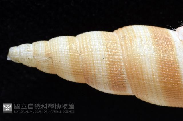 阿猴布紋螺藏品圖，第2張