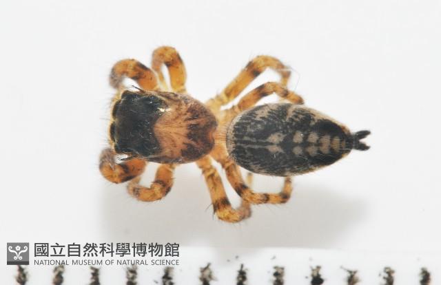 多色金毛蛛藏品圖，第2張