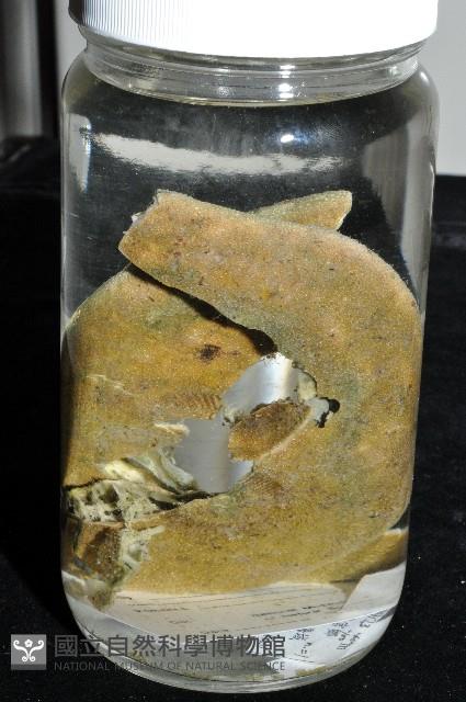 綠楯海膽藏品圖，第2張