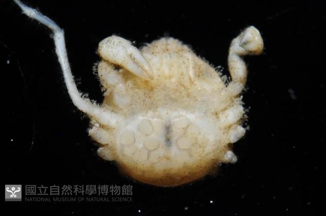 齊柏林新尖額蟹藏品圖，第2張