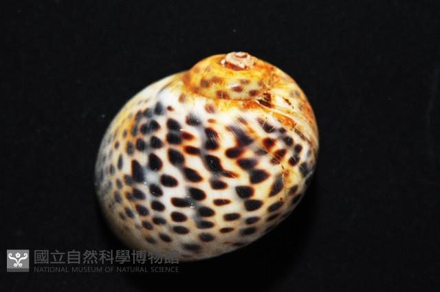 豹斑玉螺藏品圖，第2張