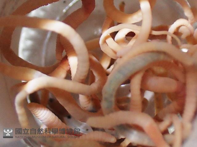 沿岸泮蚓藏品圖，第2張