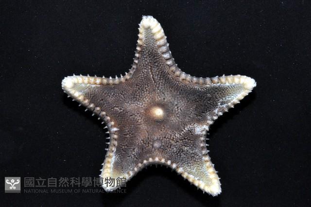 未知種櫛盤海星藏品圖，第2張