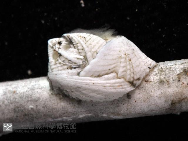 信天翁紐曼花籠藏品圖，第2張