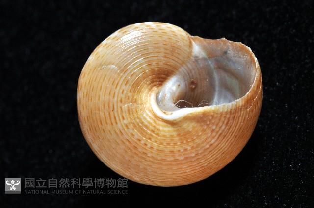 黃海鐘螺藏品圖，第2張