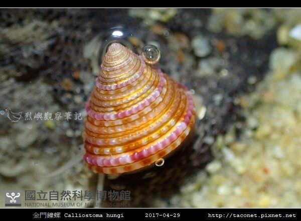 金門鐘螺(洪氏麗口螺)藏品圖，第2張