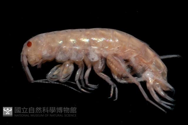 新種蘭嶼端足類藏品圖，第2張