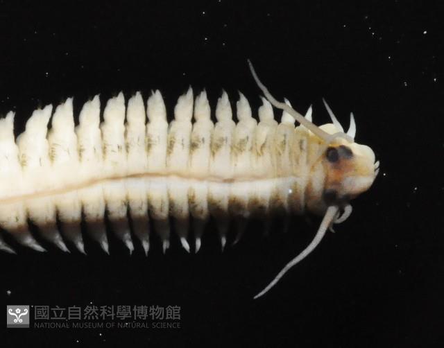 未知種圍沙蠶藏品圖，第2張