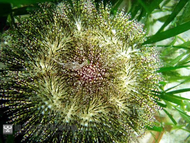 雜色角孔海膽藏品圖，第2張