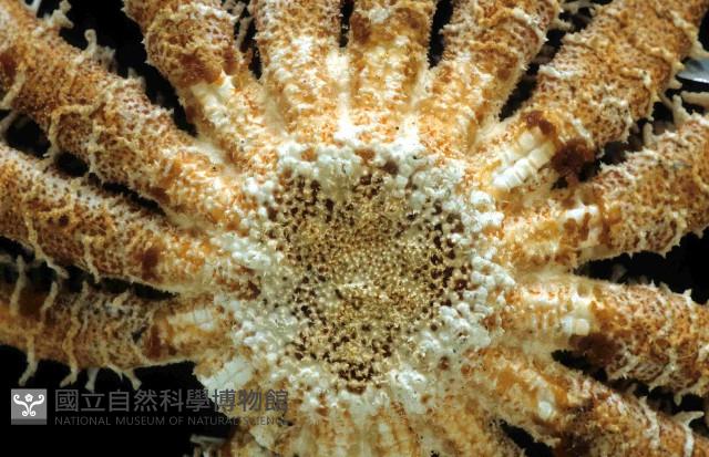 未知種項鏈海星藏品圖，第2張