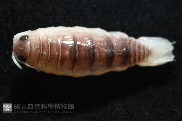 未知種狹長水虱藏品圖，第2張