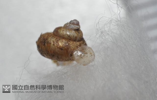 多田東洋蝸藏品圖，第2張