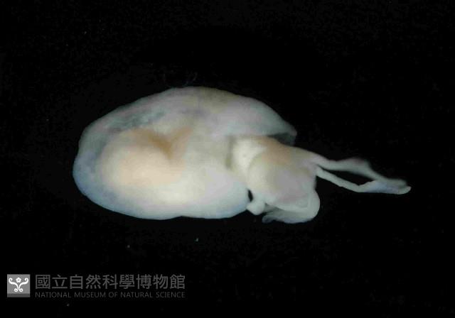 球形水肌螺藏品圖，第2張