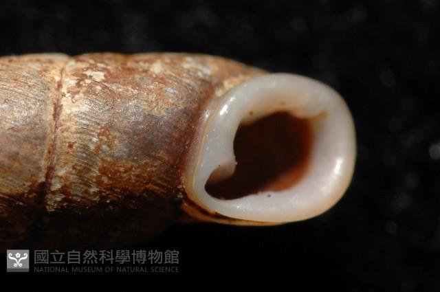 文德煙管蝸牛藏品圖，第2張