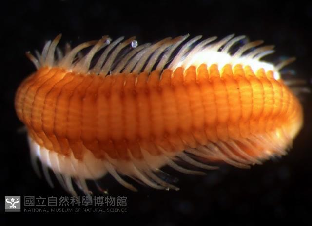 未知種眼蠶藏品圖，第2張