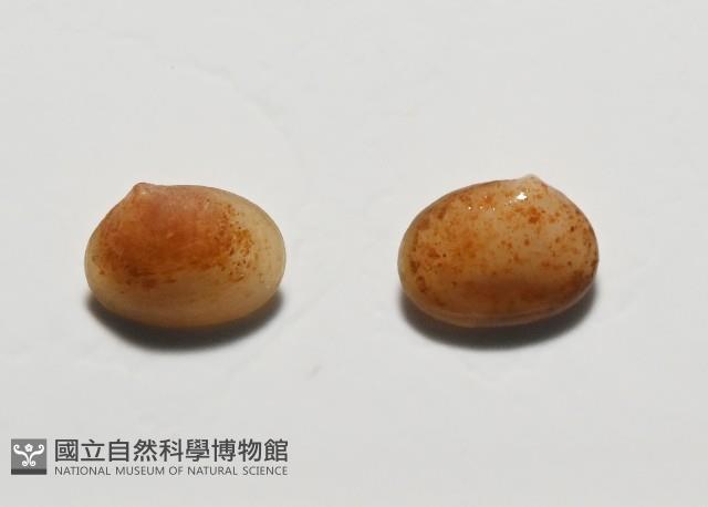 臺灣花瓣蛤藏品圖，第2張