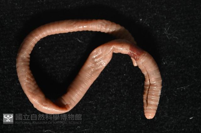 重期遠環蚓藏品圖，第2張