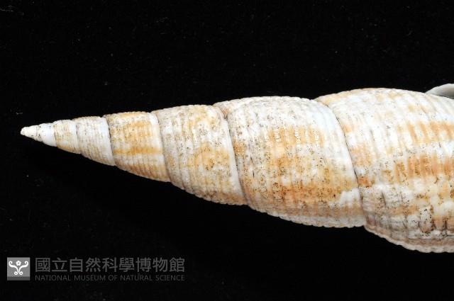 姜佬筆螺藏品圖，第2張