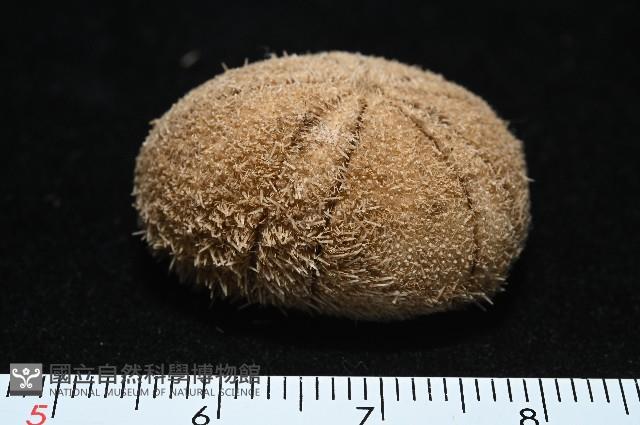 卵圓斜海膽藏品圖，第2張