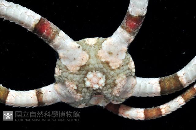 綠蛛蛇尾藏品圖，第2張