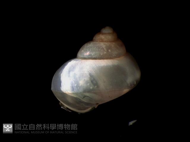 斑青山蝸牛藏品圖，第2張
