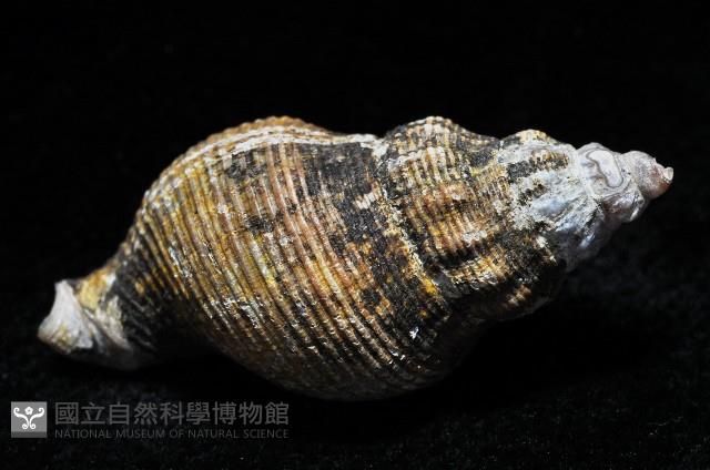 褐皮峨螺藏品圖，第2張