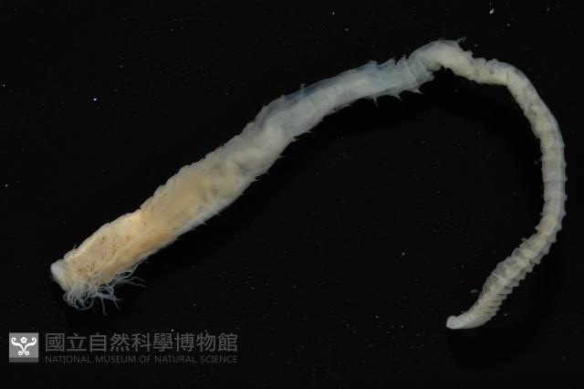 梧棲搓蟄蟲藏品圖，第2張
