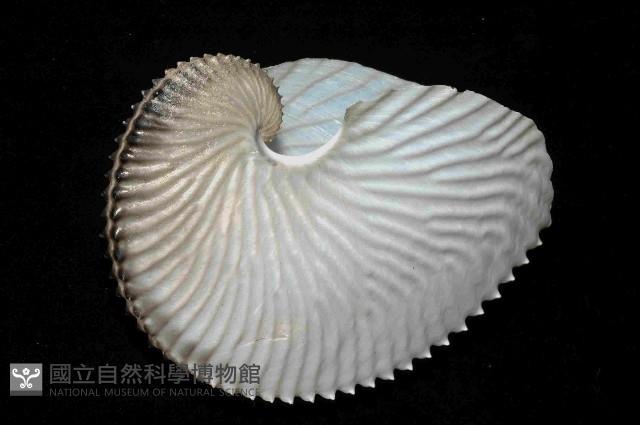 扁船蛸藏品圖，第2張