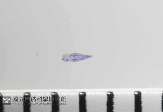 新種棘槽絛蟲藏品圖，第2張