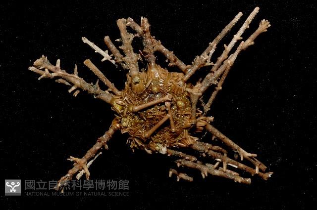 雙列角頭帕藏品圖，第2張