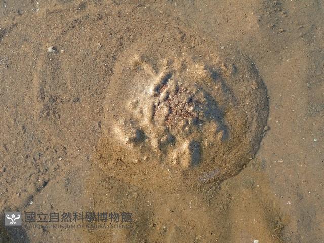 曼氏星盾(孔楯)海膽藏品圖，第2張