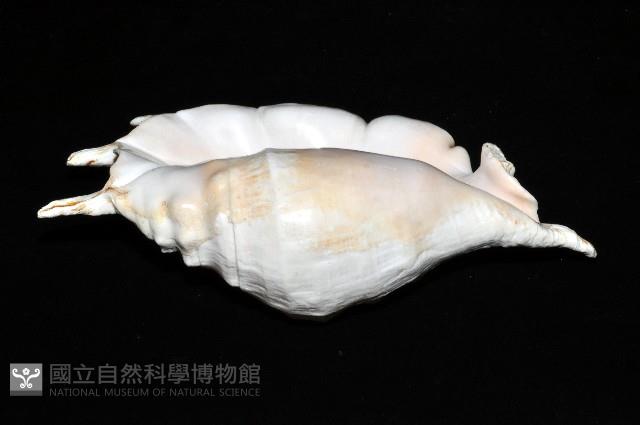駱駝螺藏品圖，第2張