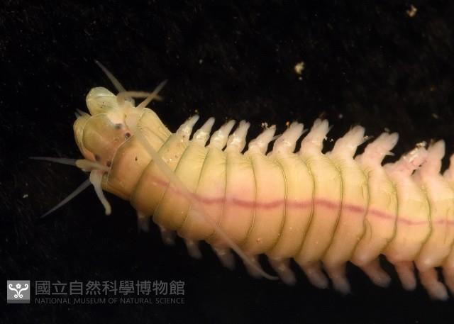 未知種沙蠶藏品圖，第2張