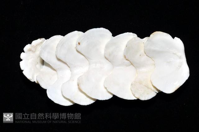 斯特勒氏隱石鱉藏品圖，第2張